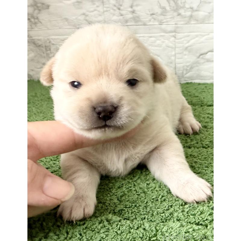 販売中の埼玉県のミックス犬-419927の7枚目