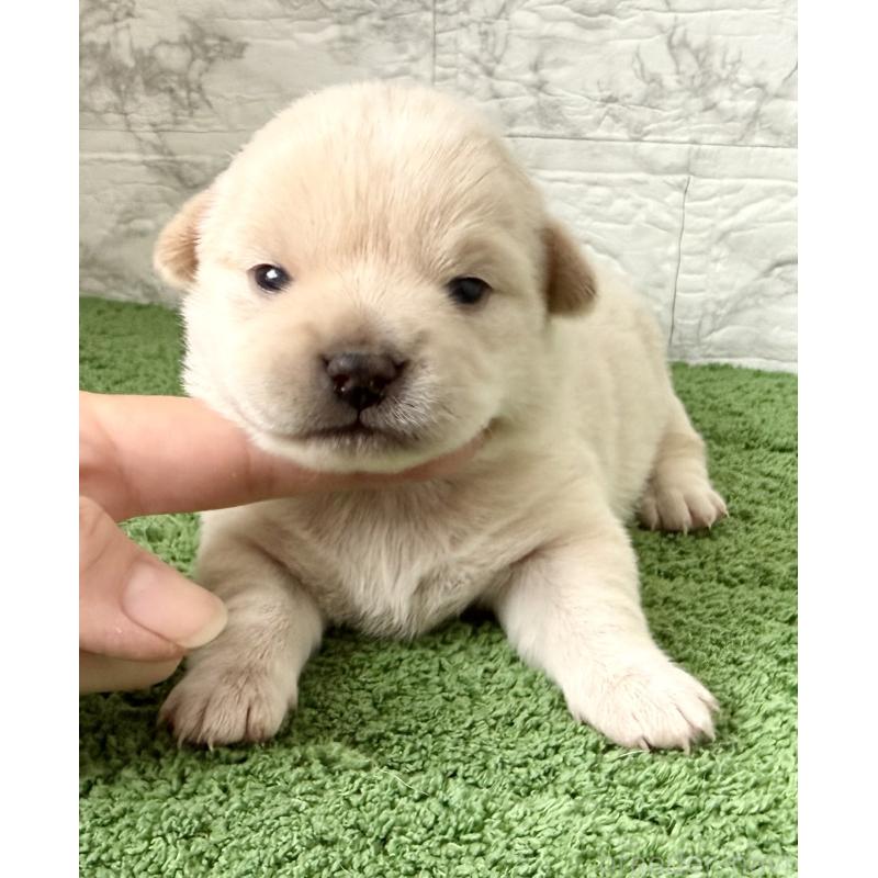 販売中の埼玉県のミックス犬-419927の6枚目
