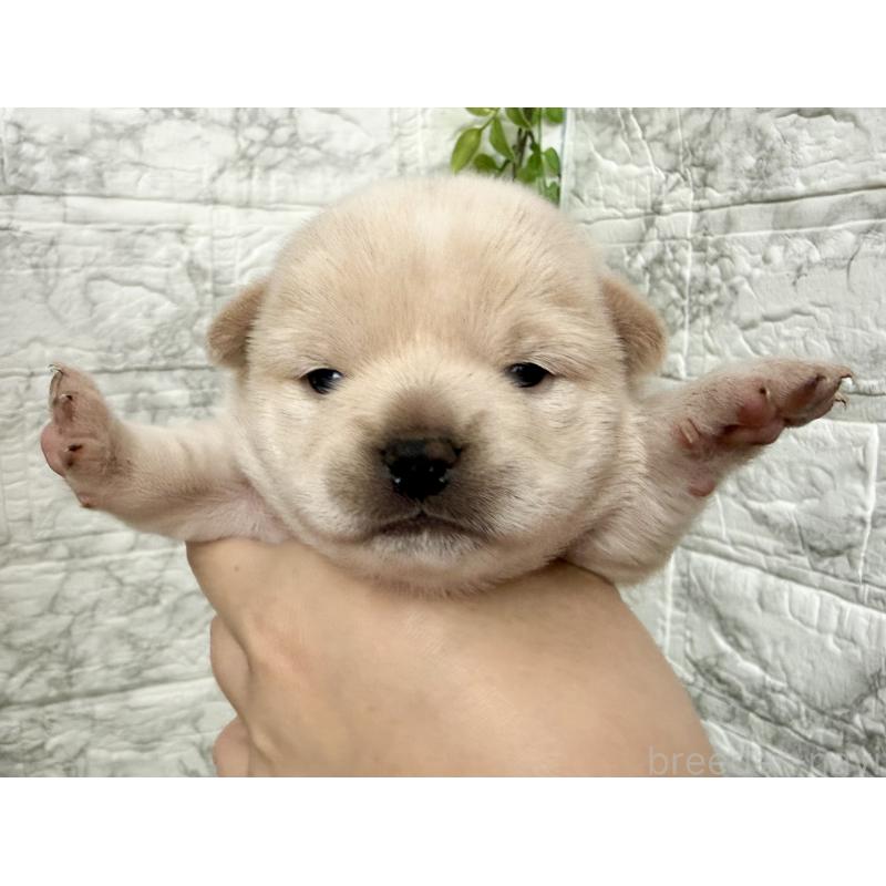 販売中の埼玉県のミックス犬-419927の4枚目