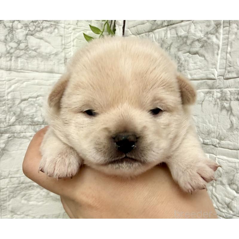 販売中の埼玉県のミックス犬-419927の3枚目
