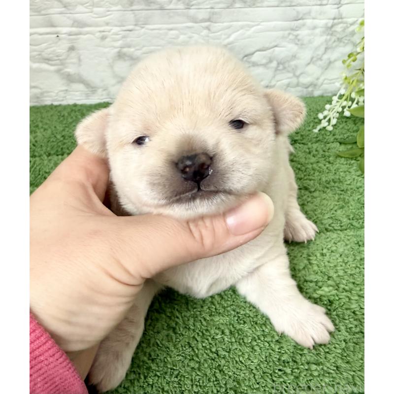 販売中の埼玉県のミックス犬-419927の2枚目