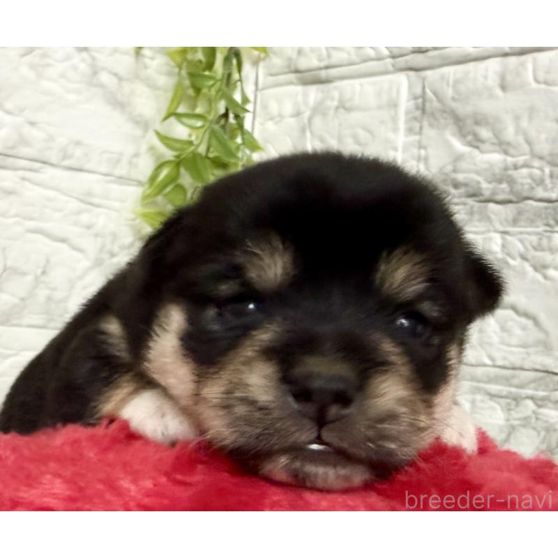 販売中の埼玉県のミックス犬-419928の10枚目