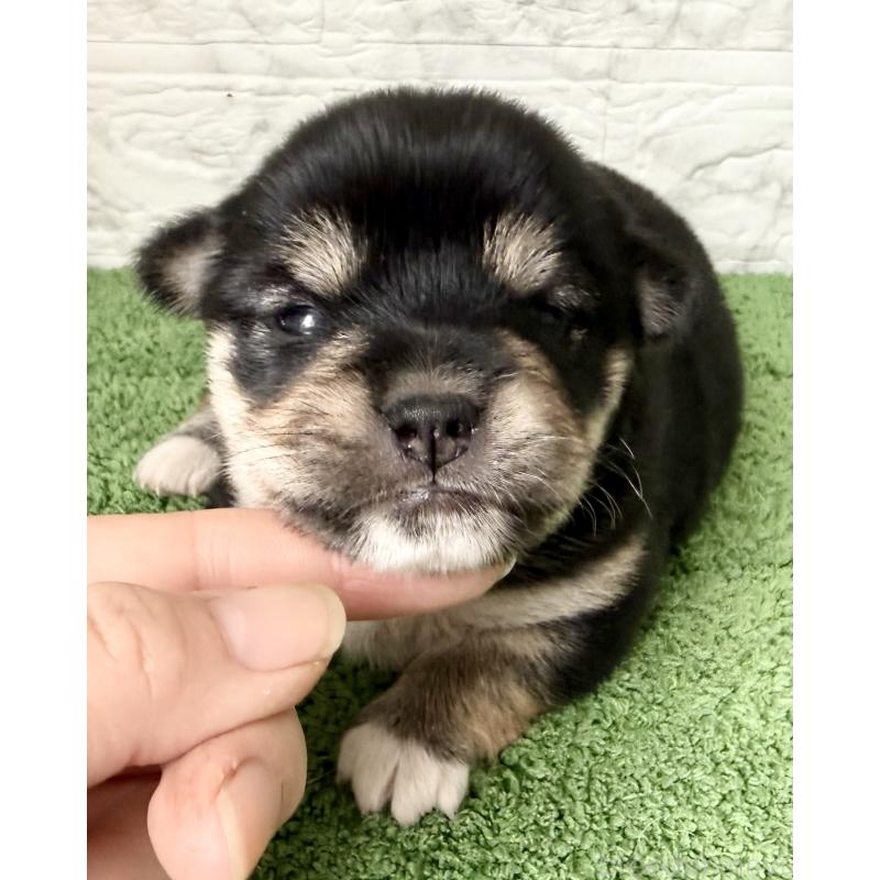 販売中の埼玉県のミックス犬-419928の9枚目