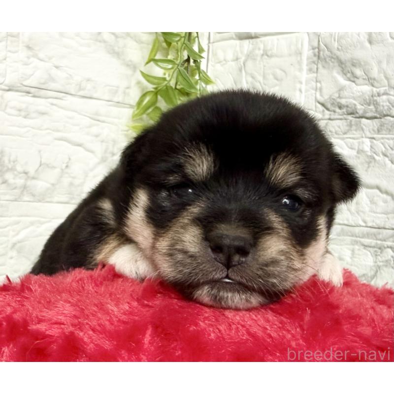 販売中の埼玉県のミックス犬-419928の8枚目
