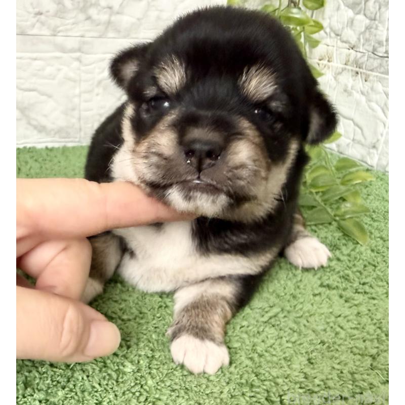 販売中の埼玉県のミックス犬-419928の7枚目