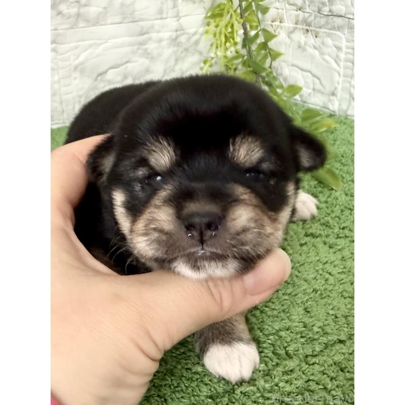 販売中の埼玉県のミックス犬-419928の6枚目