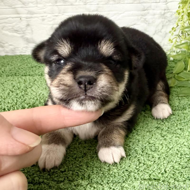 販売中の埼玉県のミックス犬-419928の1枚目