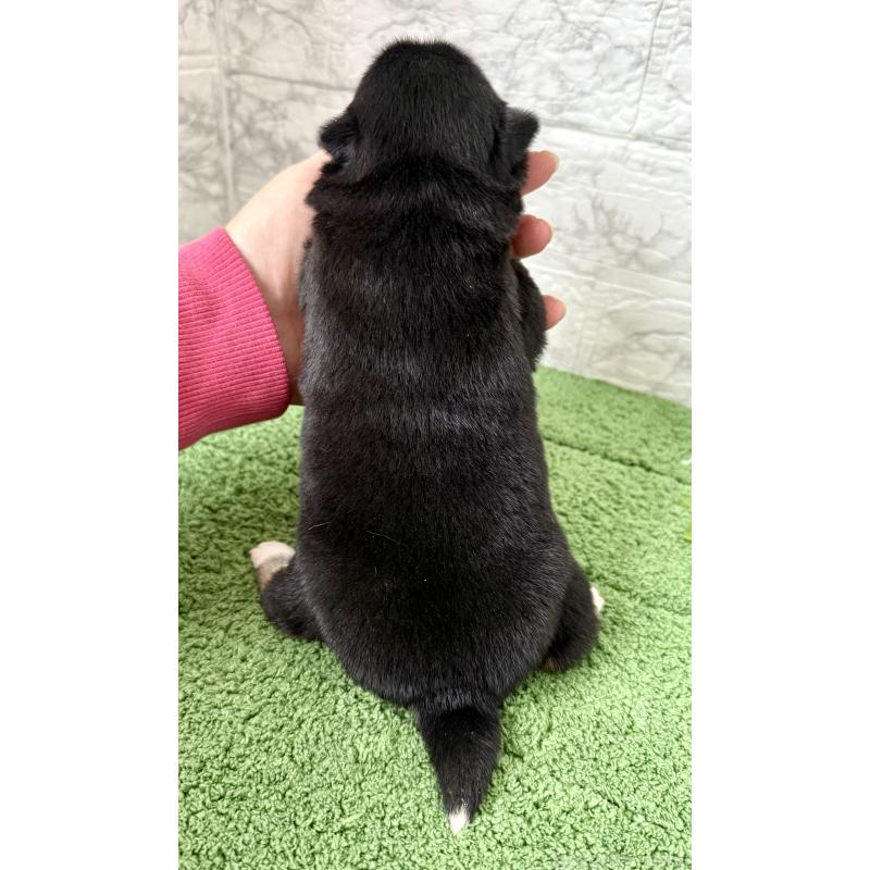 販売中の埼玉県のミックス犬-419928の5枚目