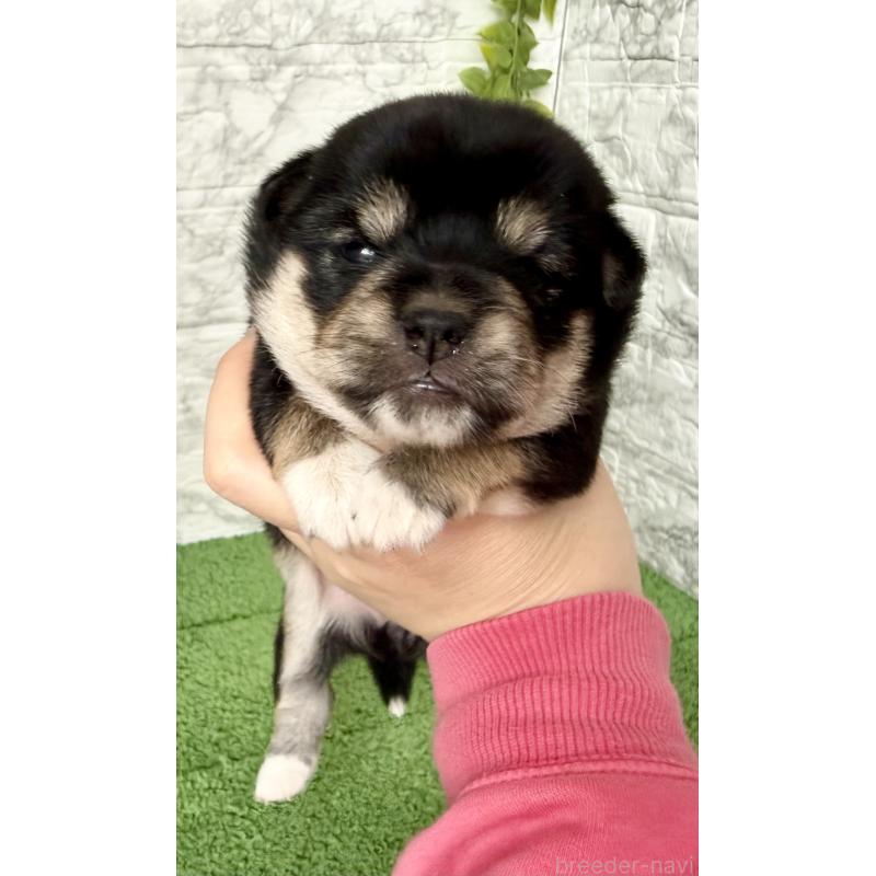 販売中の埼玉県のミックス犬-419928の4枚目