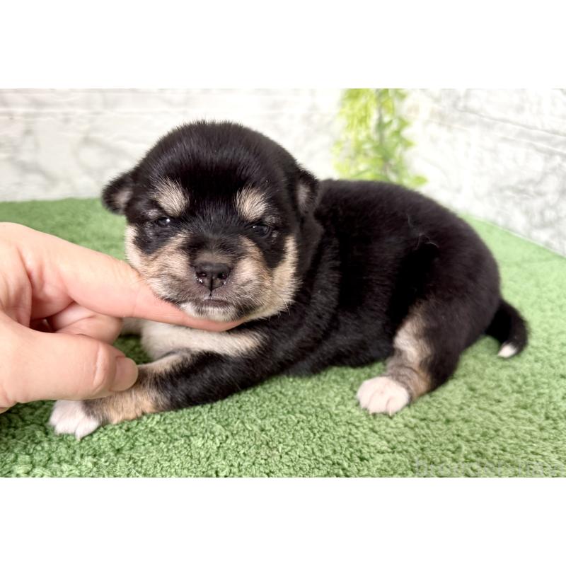 販売中の埼玉県のミックス犬-419928の3枚目