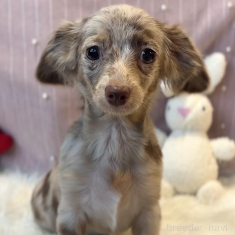 販売中の栃木県のチワックス:チワワ×ミニチュアダックスフンド-415728の7枚目