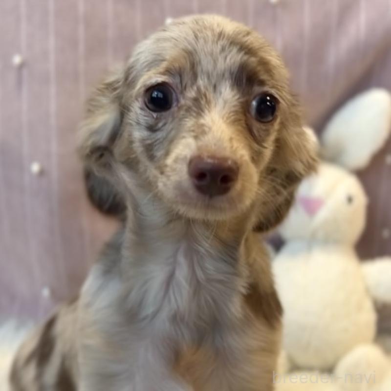 販売中の栃木県のチワックス:チワワ×ミニチュアダックスフンド-415728の6枚目