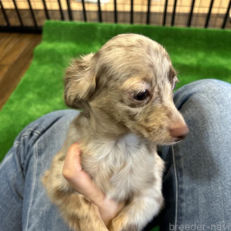 販売中の栃木県のチワックス:チワワ×ミニチュアダックスフンド-415728の5枚目