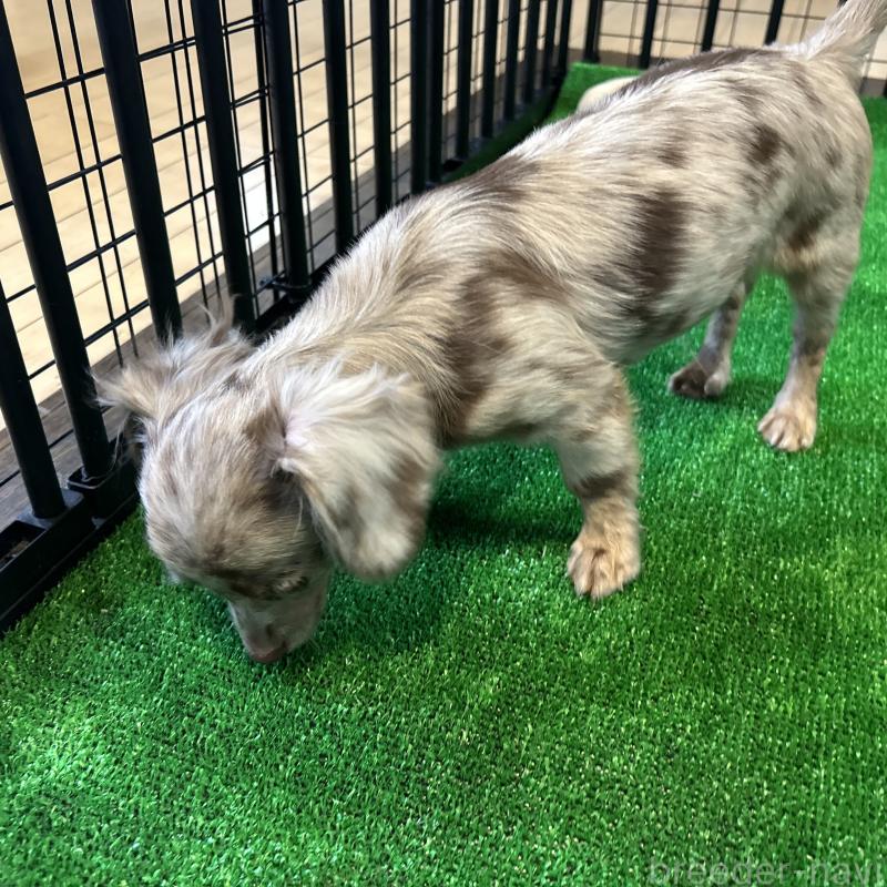 販売中の栃木県のチワックス:チワワ×ミニチュアダックスフンド-415728の4枚目