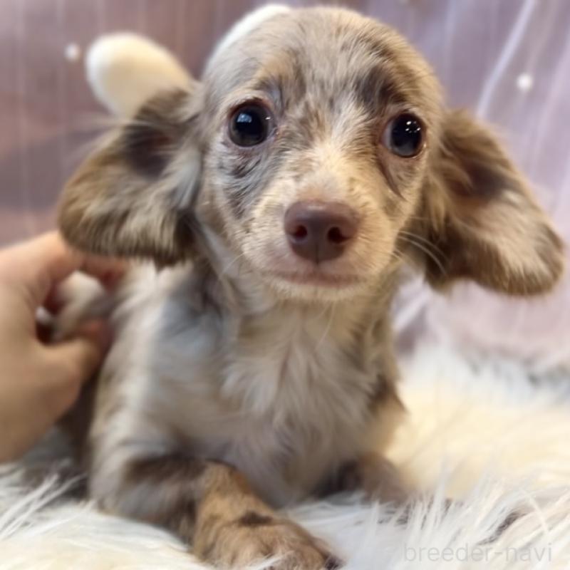 販売中の栃木県のチワックス:チワワ×ミニチュアダックスフンド-415728