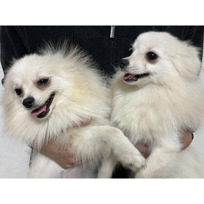 販売中の千葉県のポメラニアン-371546の3枚目