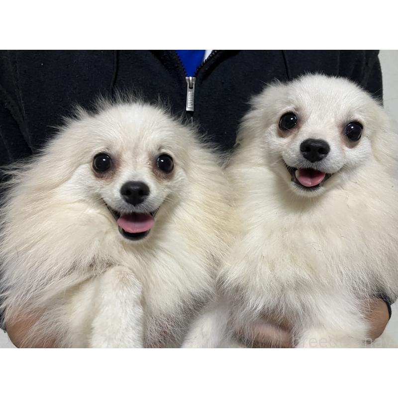販売中の千葉県のポメラニアン-371546の2枚目