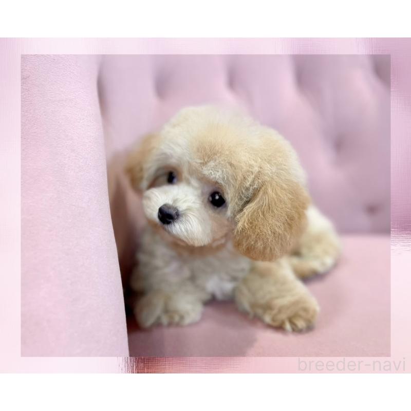 販売中の石川県のミックス犬-417205の3枚目
