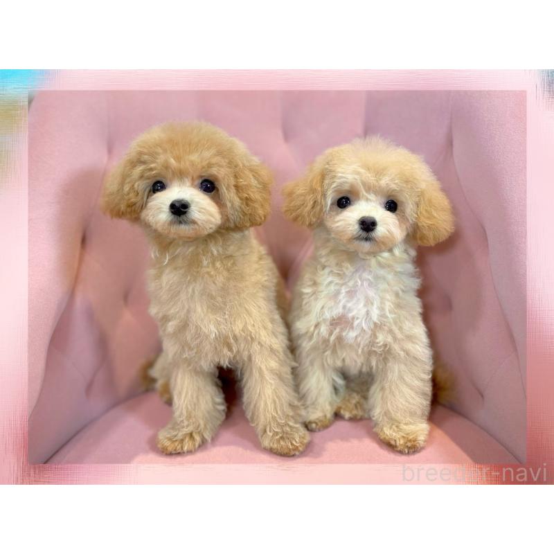販売中の石川県のミックス犬-417205の2枚目