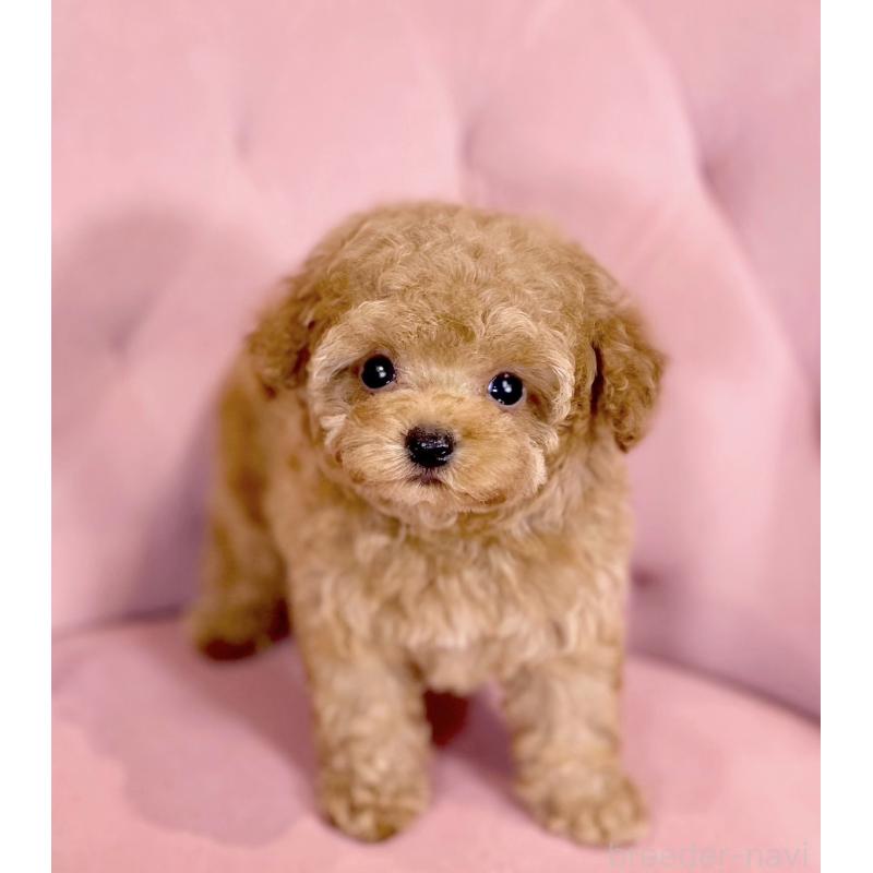 販売中の石川県のティーカッププードル-417225の5枚目