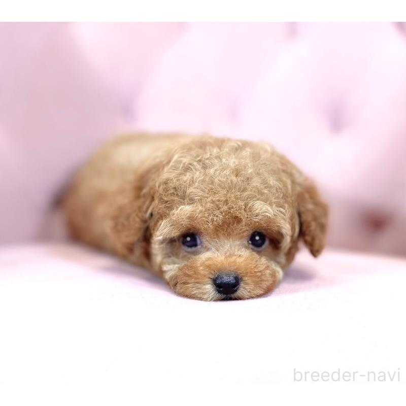 販売中の石川県のティーカッププードル-417225の4枚目