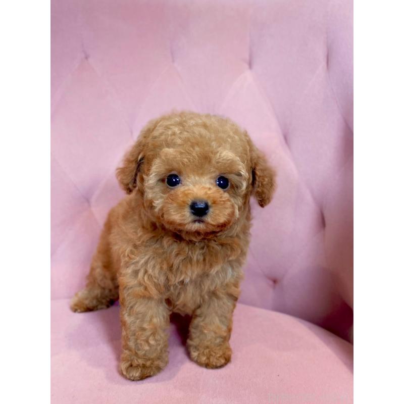 販売中の石川県のティーカッププードル-417225の3枚目