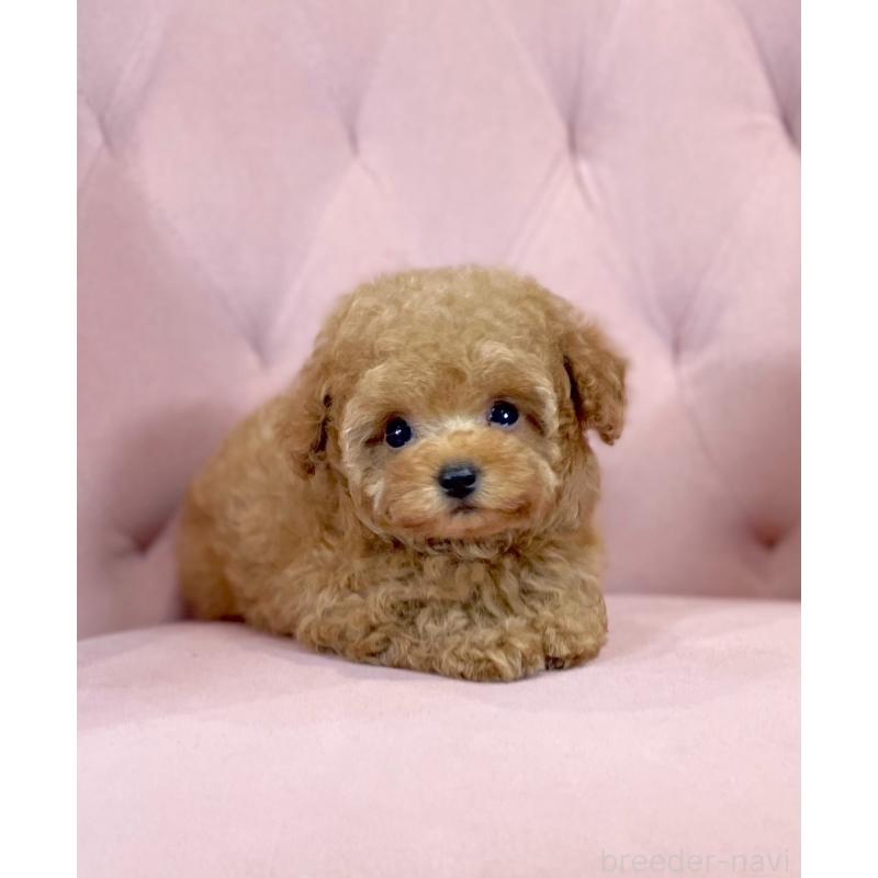 販売中の石川県のティーカッププードル-417225の2枚目