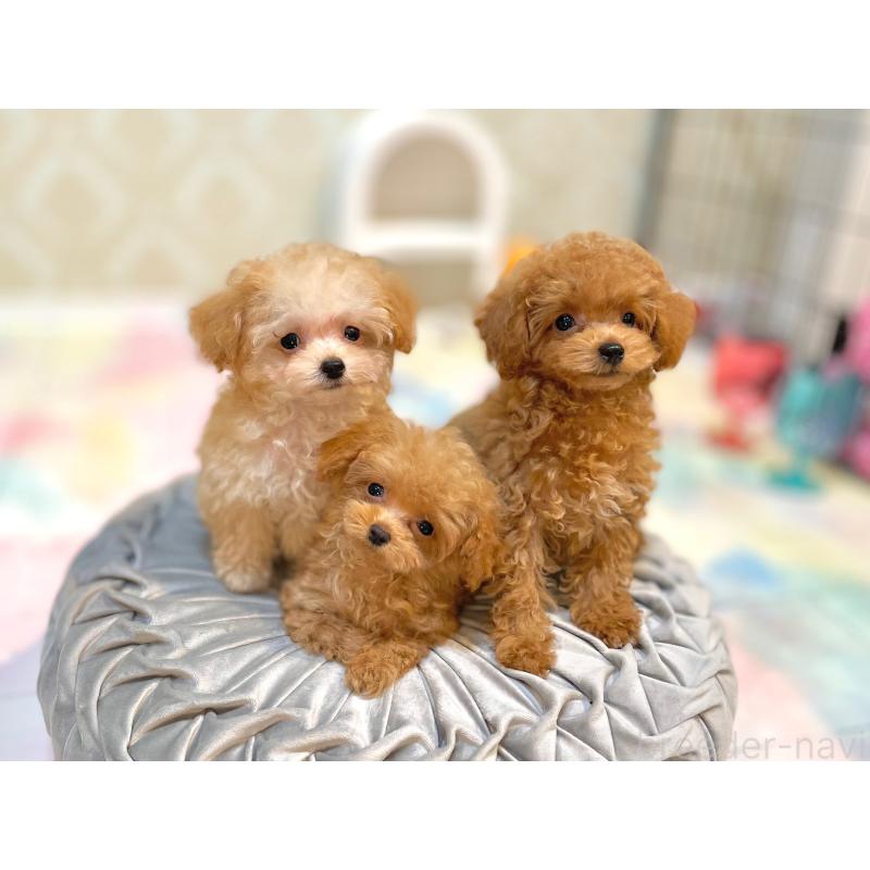 販売中の石川県のティーカッププードル-417220の2枚目