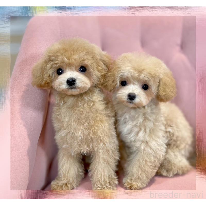 販売中の石川県のミックス犬-417085の3枚目