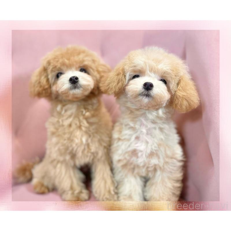 販売中の石川県のミックス犬-417085の2枚目
