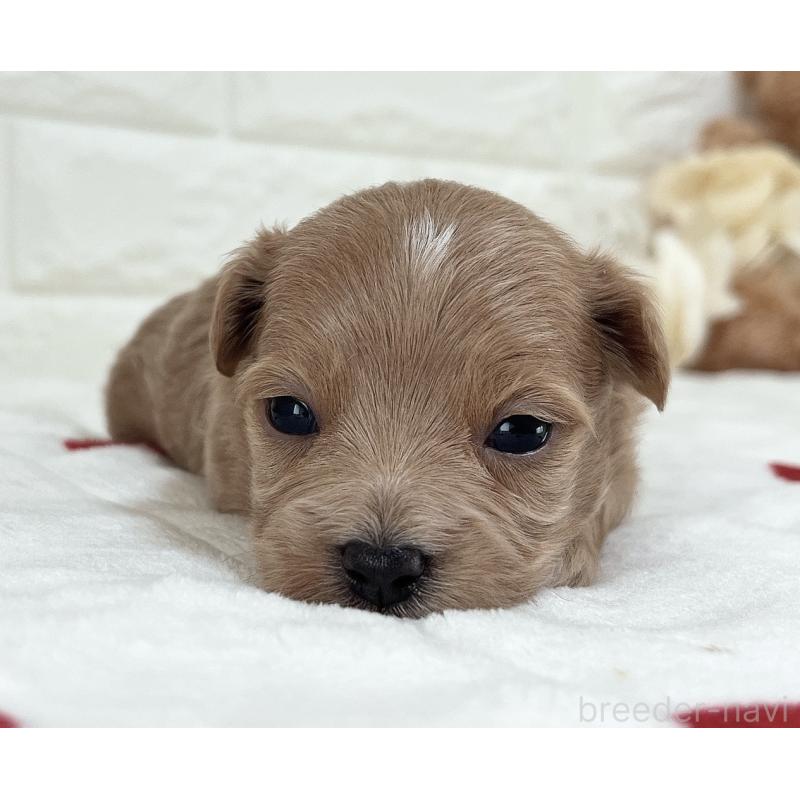 成約済の福岡県のマルプー:マルチーズ×トイプードル-416588の22枚目