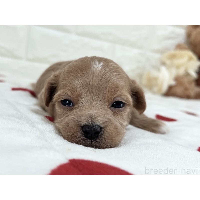 成約済の福岡県のマルプー:マルチーズ×トイプードル-416588の21枚目