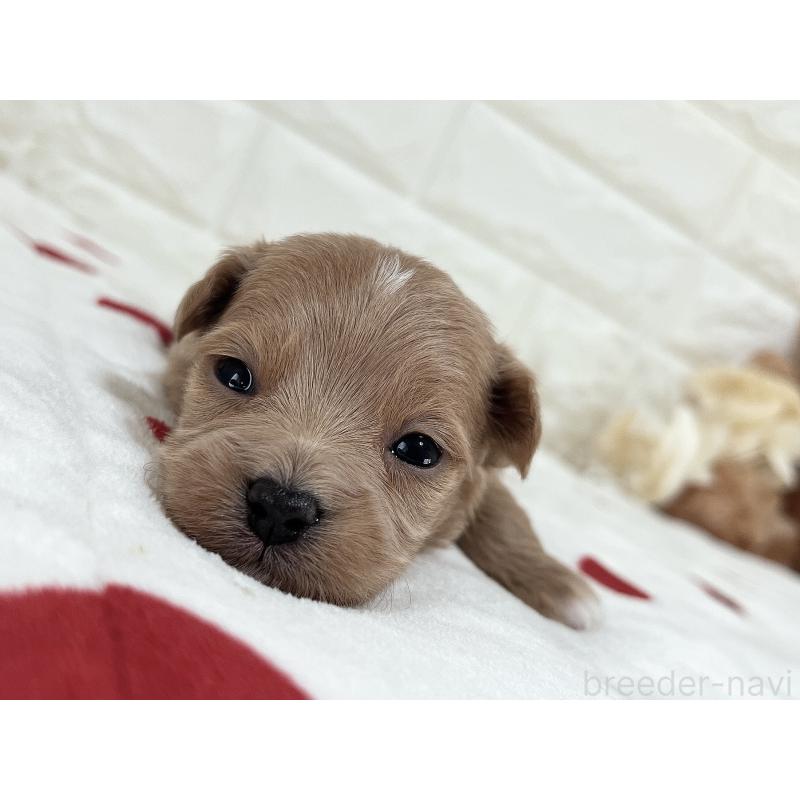 成約済の福岡県のマルプー:マルチーズ×トイプードル-416588の19枚目