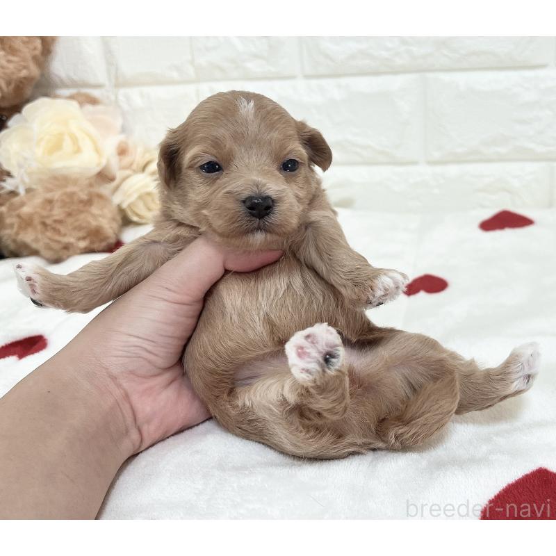 成約済の福岡県のマルプー:マルチーズ×トイプードル-416588の17枚目