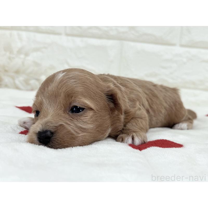 成約済の福岡県のマルプー:マルチーズ×トイプードル-416588の16枚目