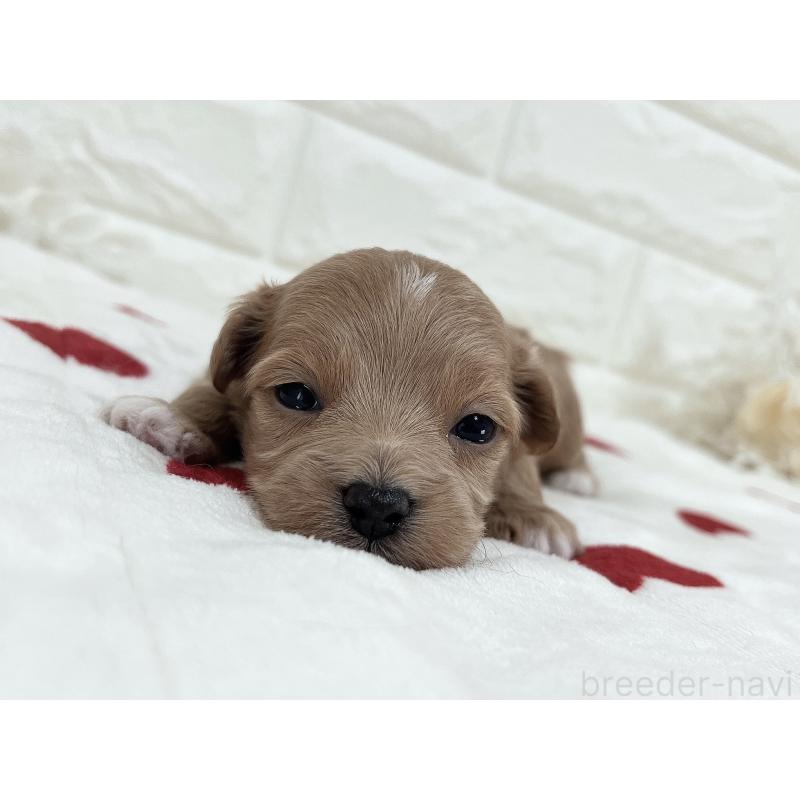 成約済の福岡県のマルプー:マルチーズ×トイプードル-416588の15枚目