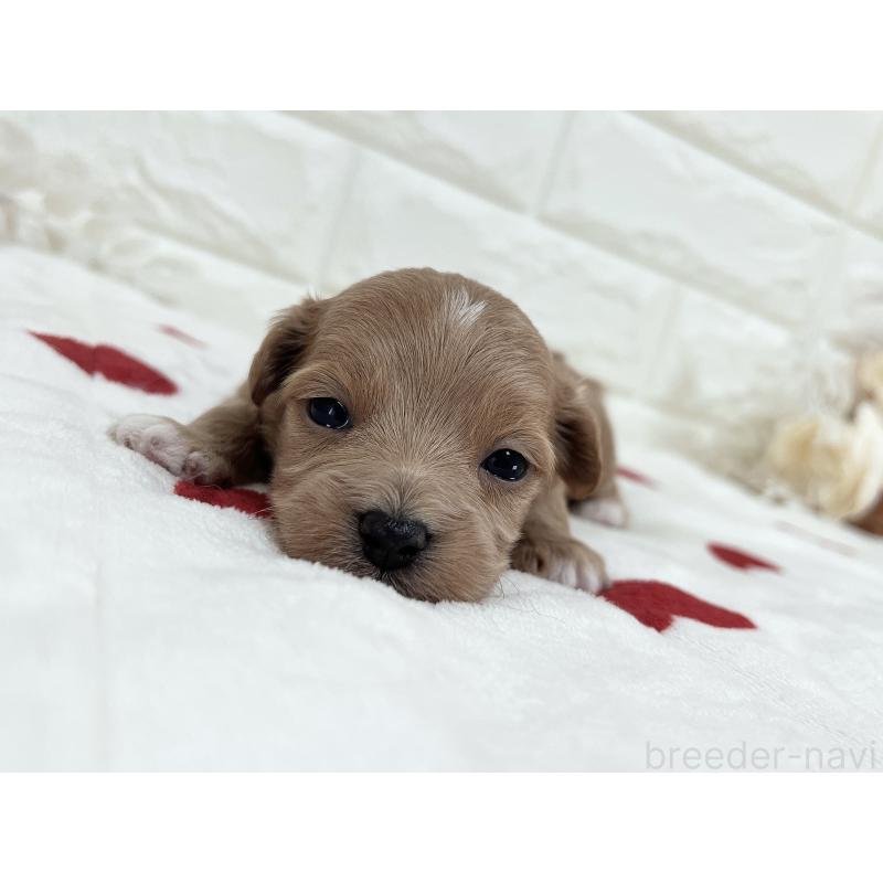 成約済の福岡県のマルプー:マルチーズ×トイプードル-416588の14枚目