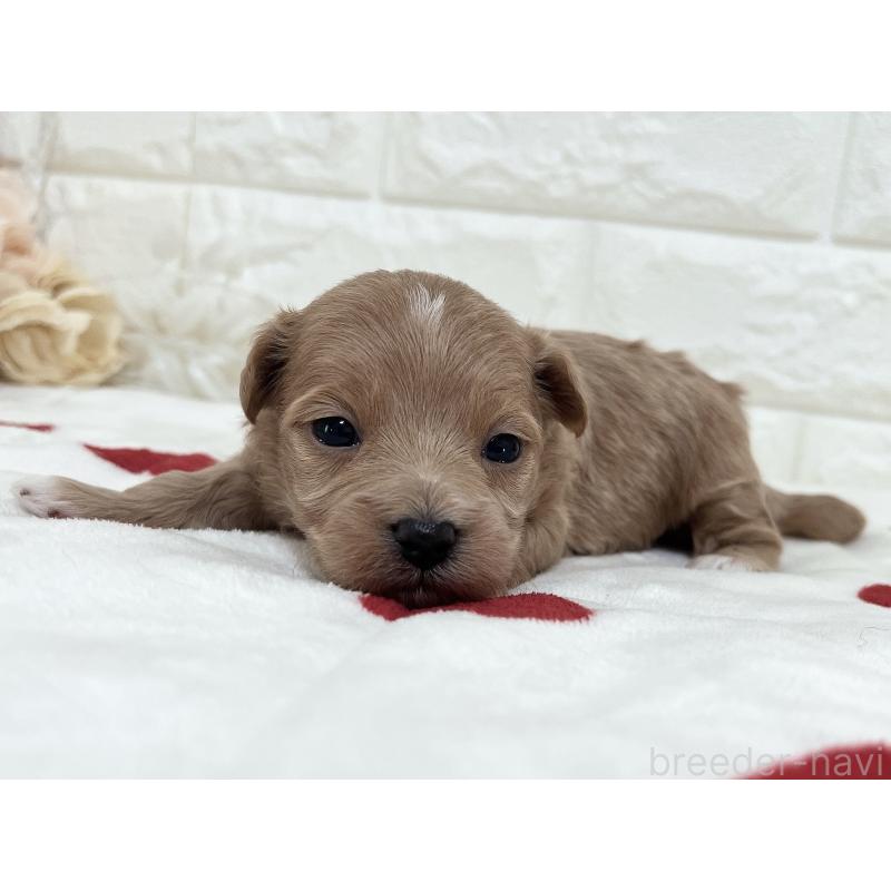 成約済の福岡県のマルプー:マルチーズ×トイプードル-416588の13枚目