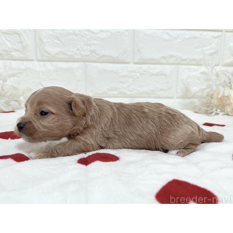 成約済の福岡県のマルプー:マルチーズ×トイプードル-416588の12枚目