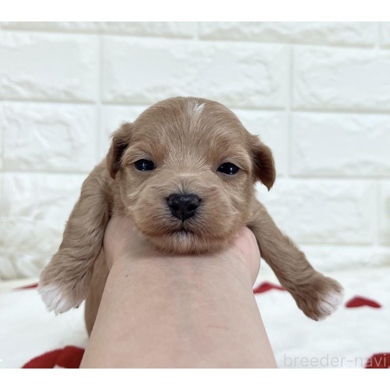 成約済の福岡県のマルプー:マルチーズ×トイプードル-416588の10枚目