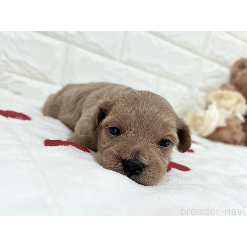 販売中の福岡県のマルプー:マルチーズ×トイプードル-416589の45枚目