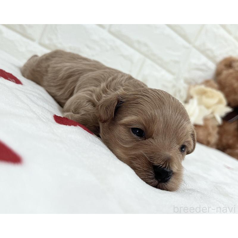 販売中の福岡県のマルプー:マルチーズ×トイプードル-416589の44枚目