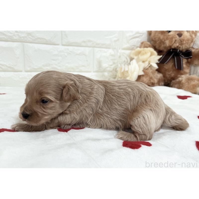 販売中の福岡県のマルプー:マルチーズ×トイプードル-416589の43枚目