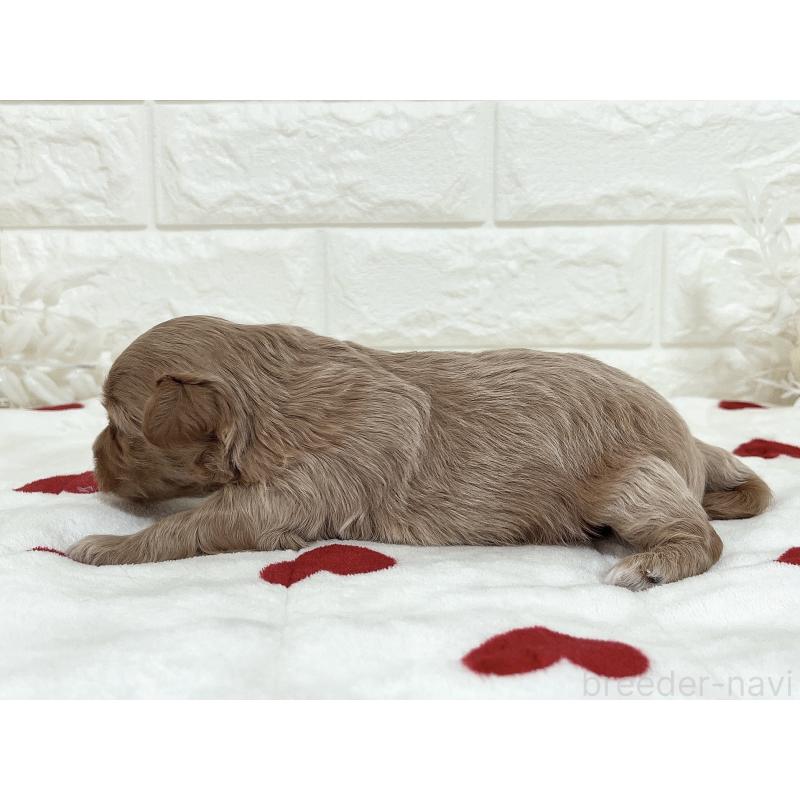 販売中の福岡県のマルプー:マルチーズ×トイプードル-416589の42枚目