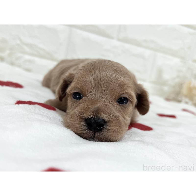 販売中の福岡県のマルプー:マルチーズ×トイプードル-416589の41枚目