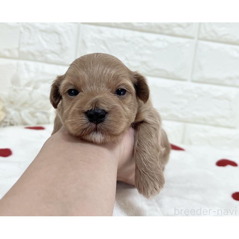 販売中の福岡県のマルプー:マルチーズ×トイプードル-416589の40枚目