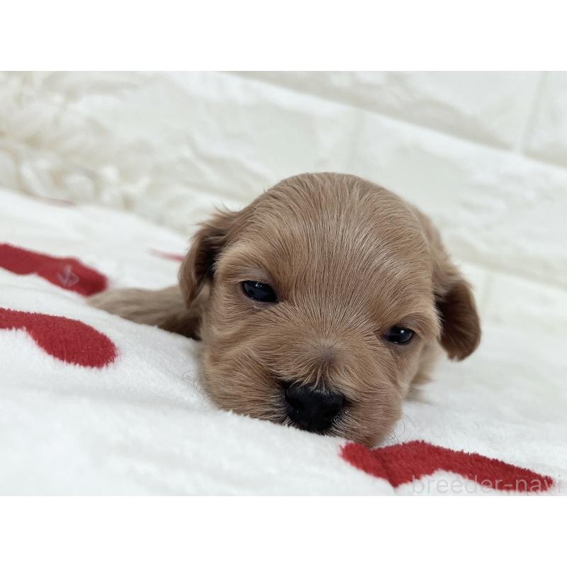 販売中の福岡県のマルプー:マルチーズ×トイプードル-416589の39枚目