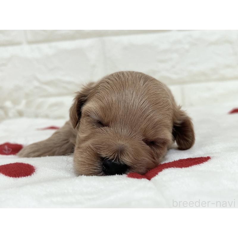 販売中の福岡県のマルプー:マルチーズ×トイプードル-416589の38枚目