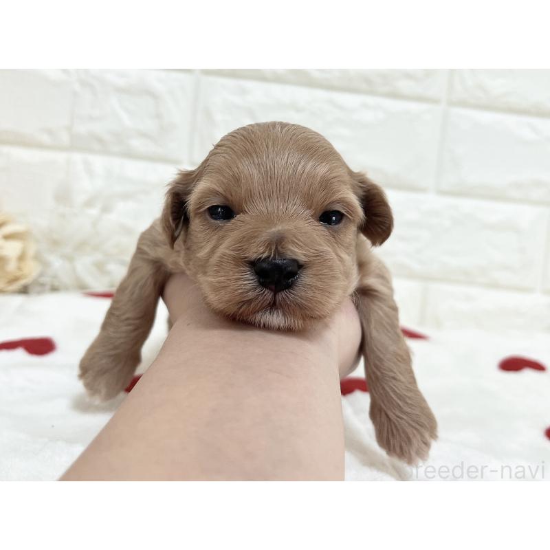 販売中の福岡県のマルプー:マルチーズ×トイプードル-416589の37枚目