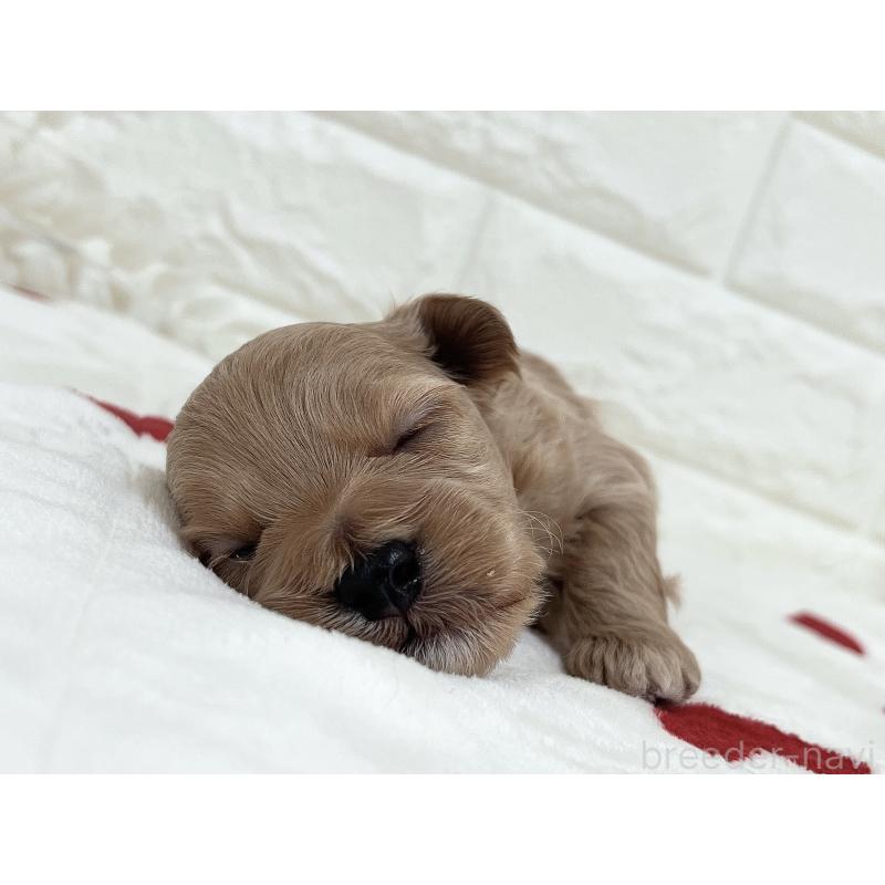 販売中の福岡県のマルプー:マルチーズ×トイプードル-416589の36枚目